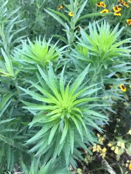 p>小蓬草(学名: i>conyza canadensis /i> (l.) cronq.