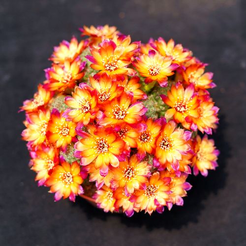 卡莱主教火焰复色沟宝山属仙人球美花丽花大花群开一物一拍多肉