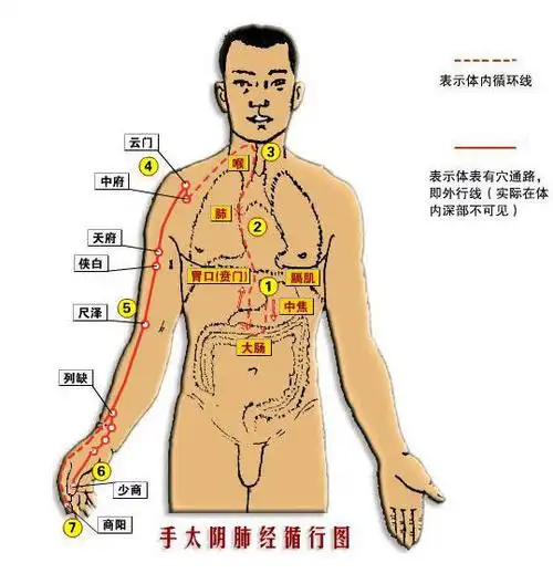 手太阴肺经.jpg