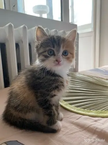 家里养了只小猫,帮忙看看它是长毛还是短毛?