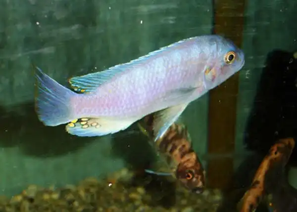 雪鲷- 马鲷鱼品种 - 三湖慈鲷品种 - 三湖慈鲷 - 观赏鱼百科