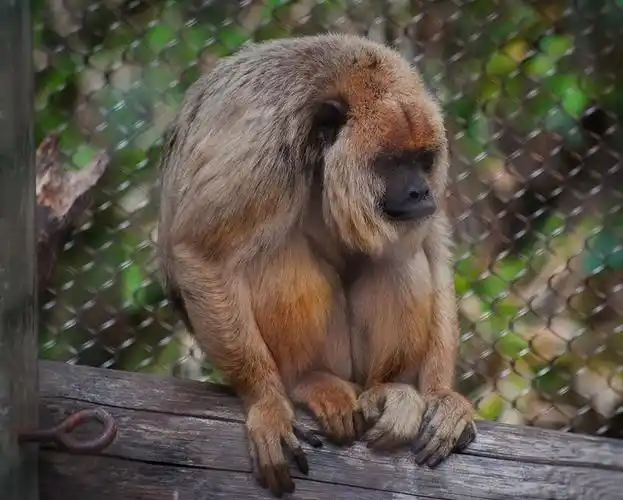 howler monkey | flickr – 相片分享!
