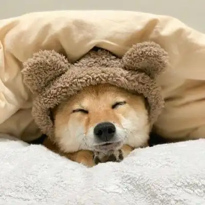 微信可爱柴犬蠢萌头像 柴犬可爱高清头像