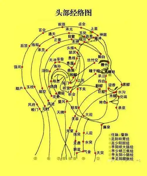 头部经络图头部九条经络图解大图经络养生法