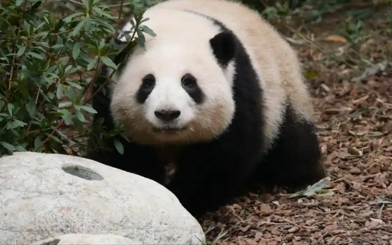 谭爷爷拿着果果带花花去小餐桌,她走到树丛突然转过身来对我们微笑,甜