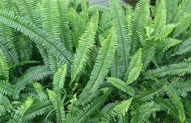 伸筋草需要怎么种