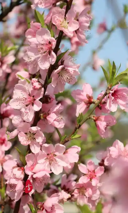 在百花盛开的季节,最喜欢的就是桃花,那粉红配上柳绿,那娥娜多姿的
