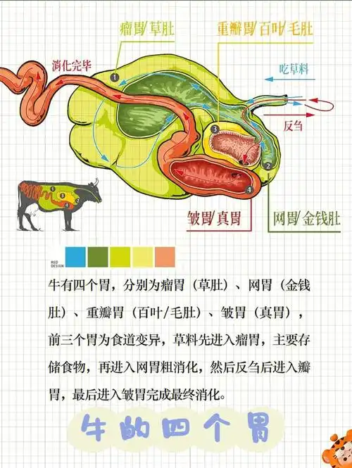 牛的四个胃