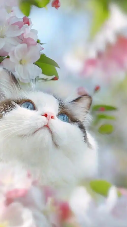 可爱萌系猫咪手机壁纸-动物-手机壁纸下载-美桌网