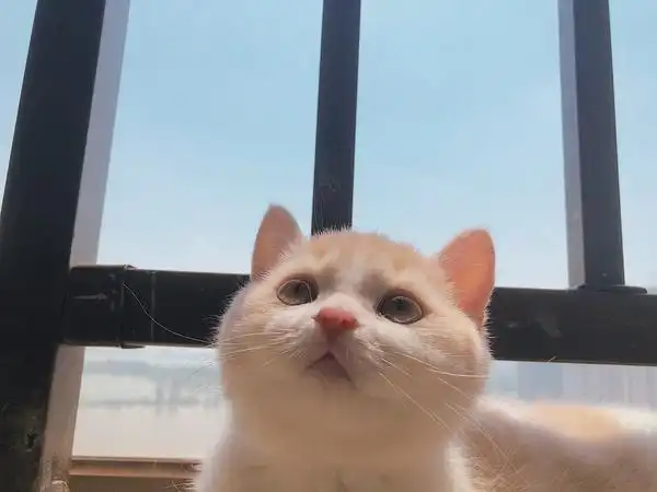 讨论想看看大家崽崽的仰头照