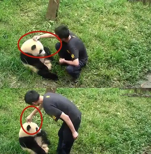 大熊猫耍赖不肯回家,奶爸一个动作把它气哭,熊猫:套路太深!