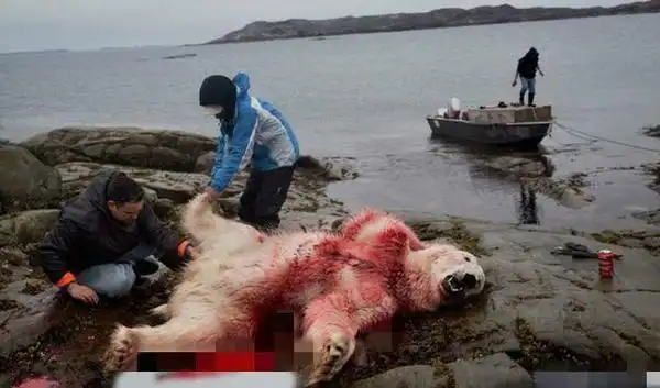 因纽特人的北极熊大餐残忍射杀甚至生吃熊肉