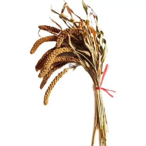 风干小米穗干花谷穗谷子穗黄米穗干枝五谷杂粮农作物装饰插花道具