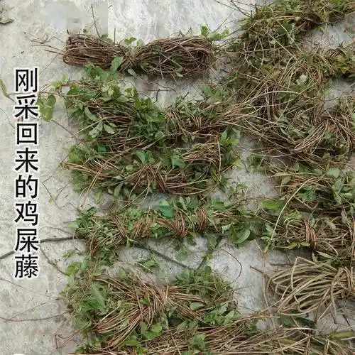 性状鉴别:功效:消食健胃,化痰止咳,清热解毒,止痛.
