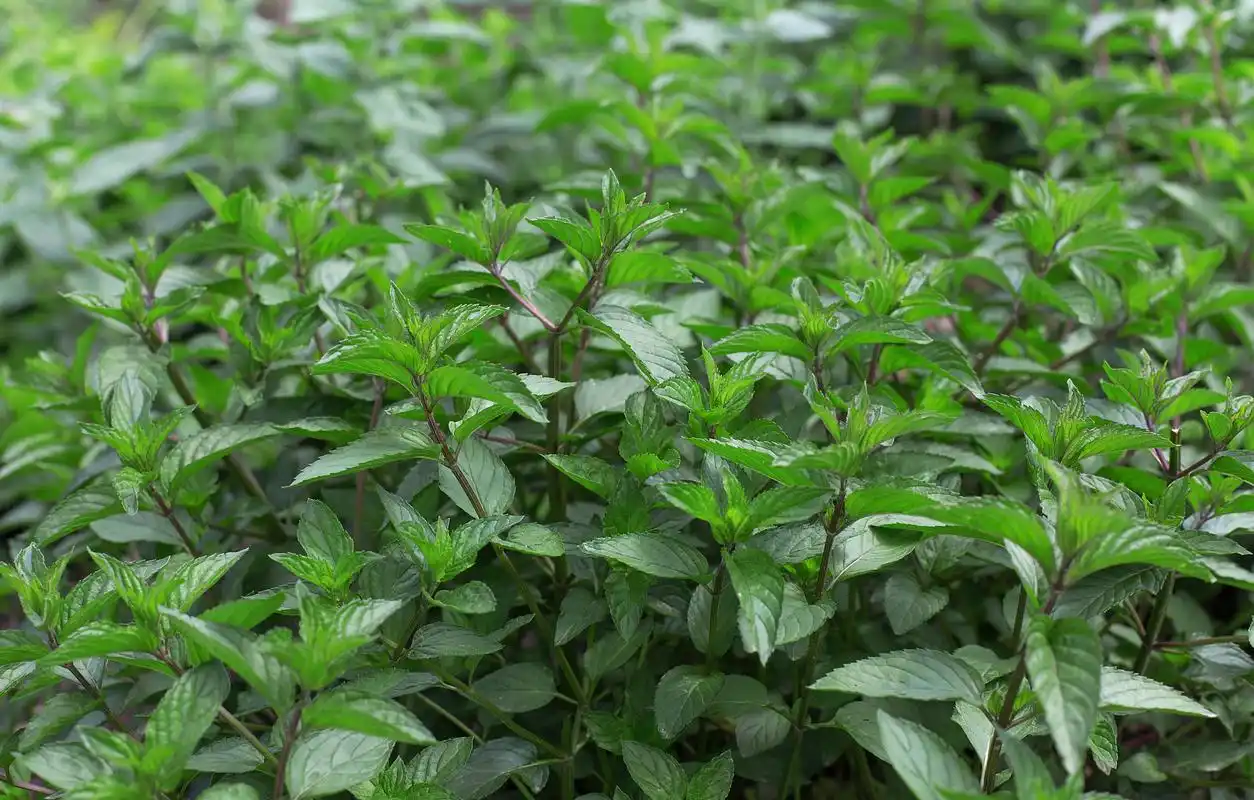 "大暑到,吃仙草",仙草是什么植物?烧仙草也是它做的