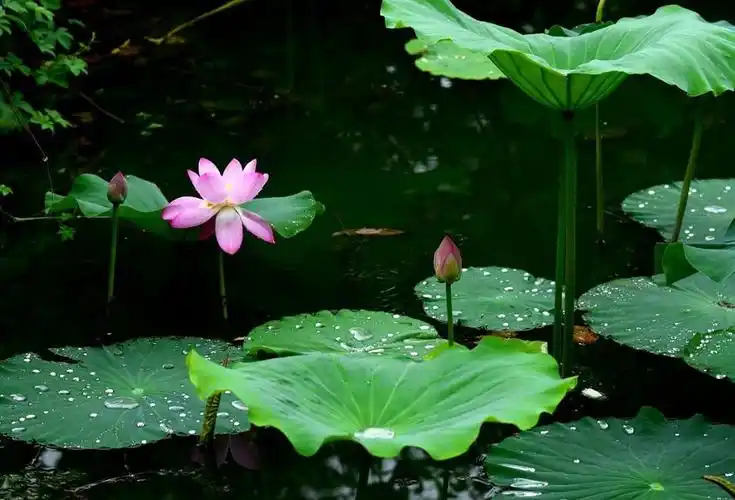 雨后的景色描写的句子赞美雨后美景的诗词大全