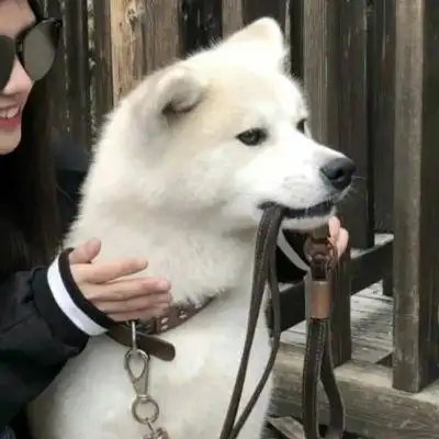 情侣头人和狗狗