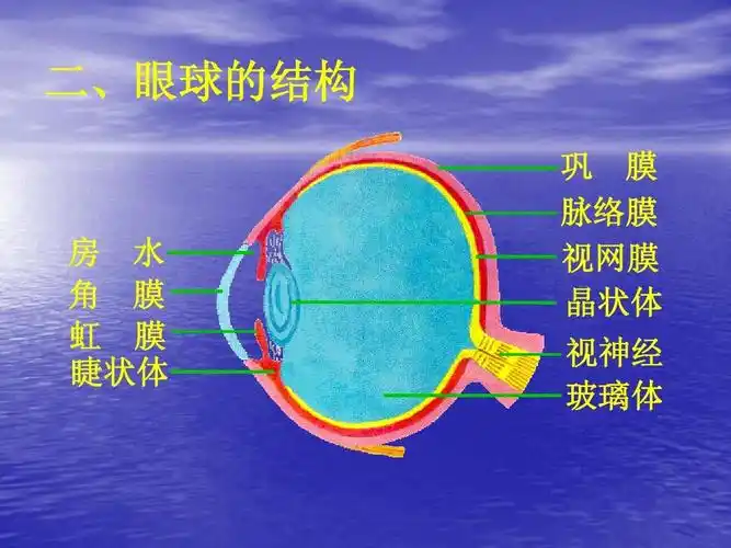 房 水 角 膜 虹 膜 睫状体