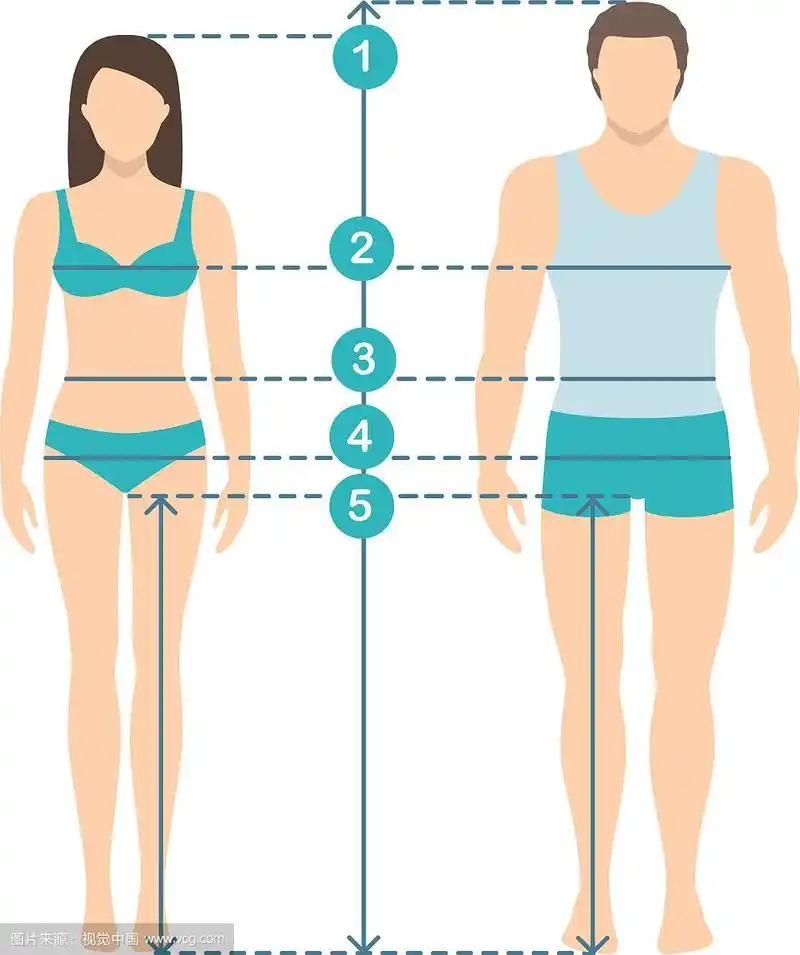 男人和女人的尺寸