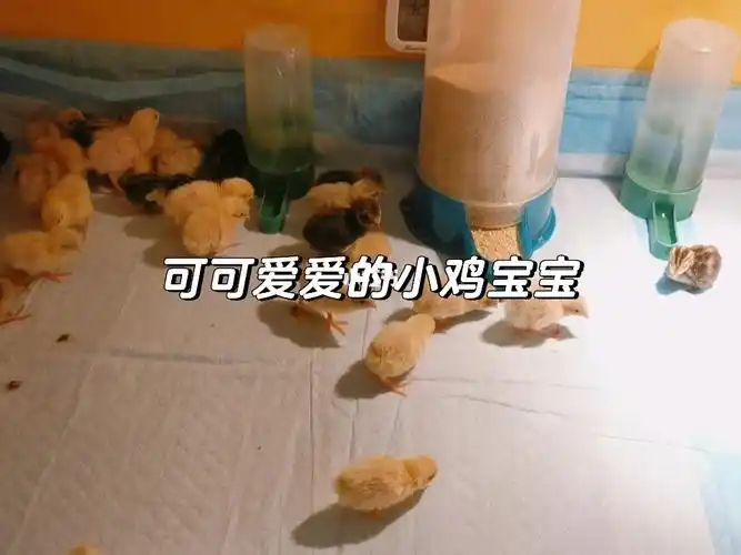 来看看毛茸茸的小鸡宝宝吧