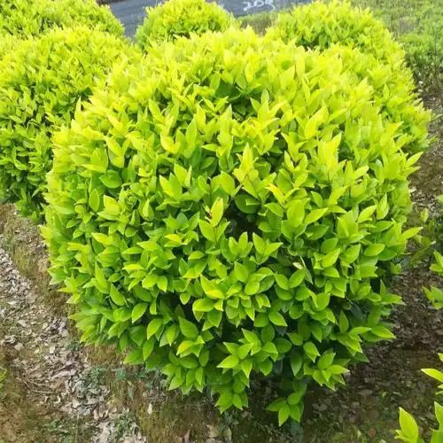 苗圃直供 绿化工程灌木球 量大价优 金森女贞苗 金森女贞球批发