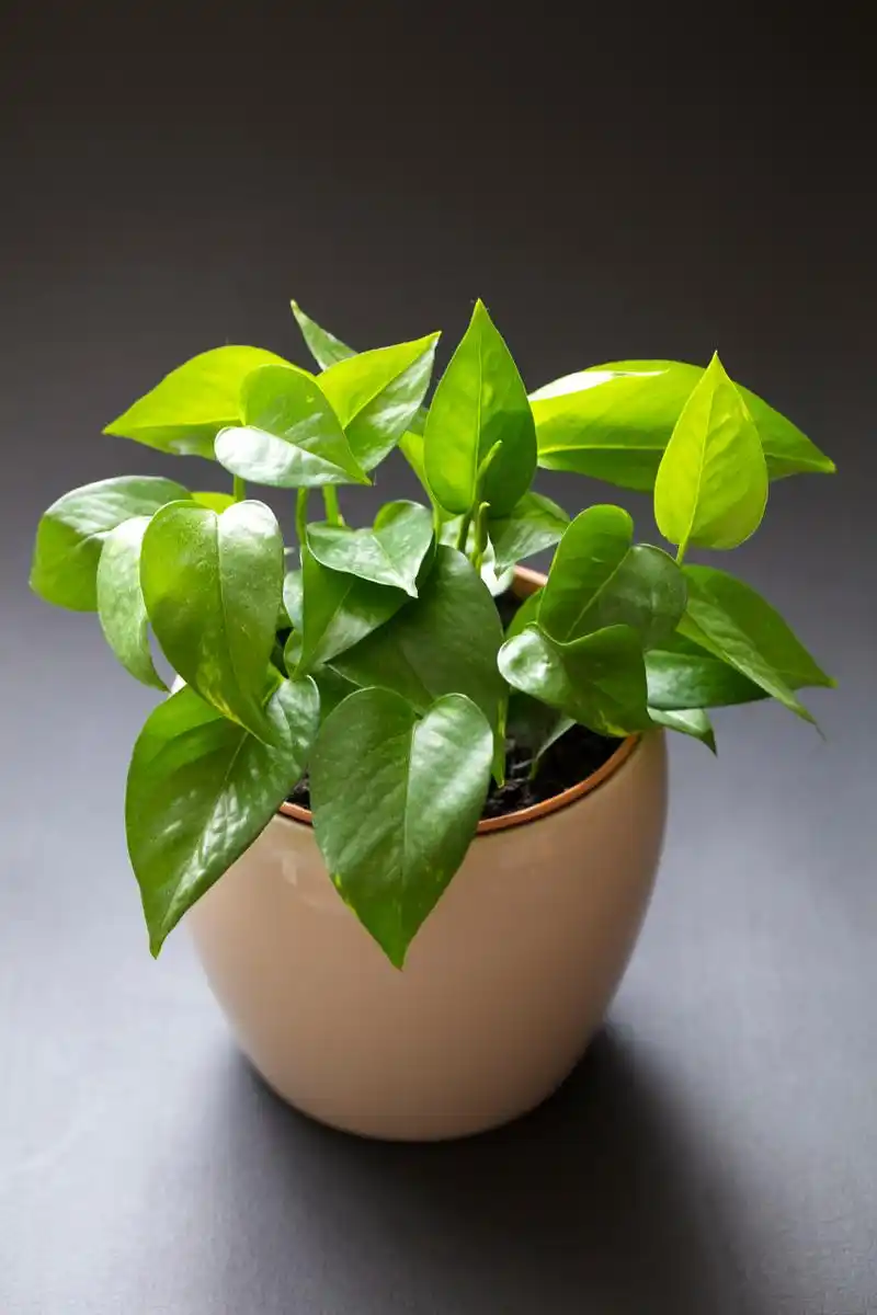 施肥不当,病害侵袭,环境因素和水质问题都可能导致绿萝散发异味.