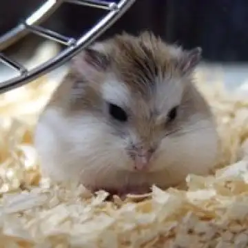 生活中的小仓鼠,动物头像图片-回车桌面