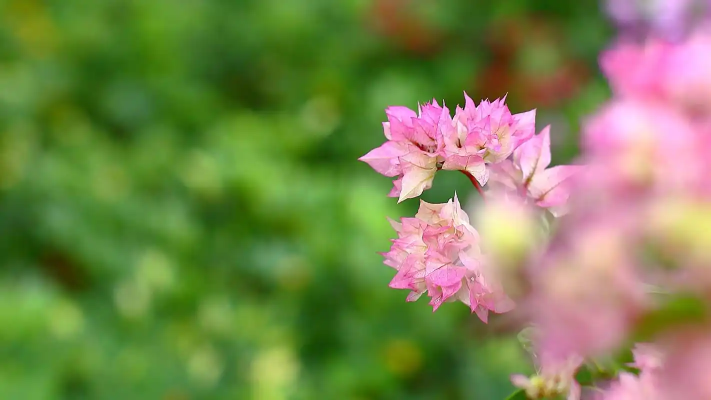 上一张 下一张 简介 绿色护眼花卉植物唯美高清图片桌面壁纸