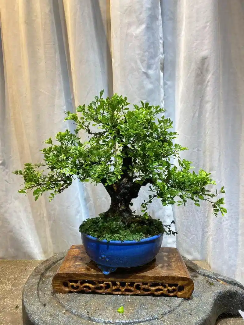 矮霸老桩九里香——美丽舒适家的首选植物91 你想让家里变得更加