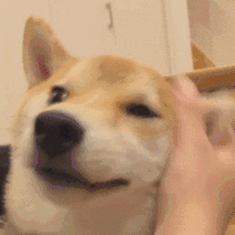 224_224gif 动态图 动图