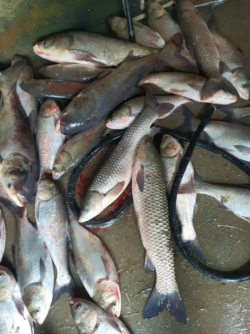 清水塘里鱼,四年,家鱼五六斤,大头二十斤以内,青鱼三十斤内, - 抖音