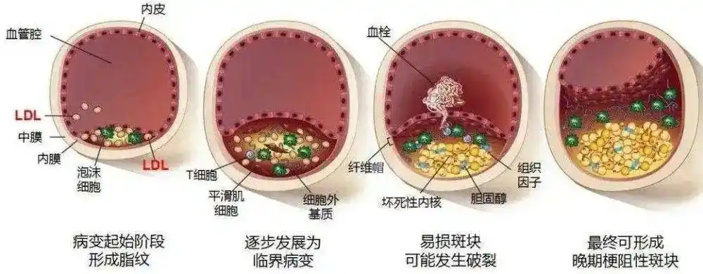 重建身体健康的生态环境,为健康保驾护航_净化_血液_分子筛