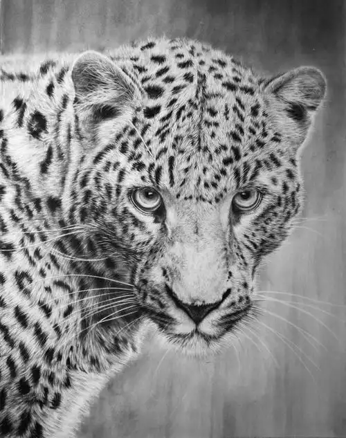 写实素描金钱豹附细节图