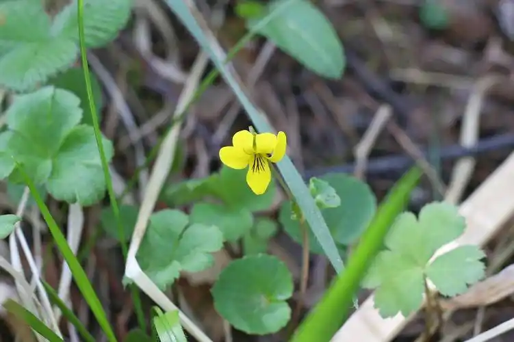堇菜科 堇菜属  圆叶小堇菜 @老爷山