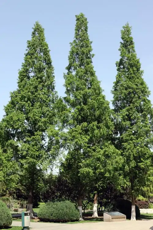 p>水杉(学名: i>metasequoia glyptostroboides /i> hu & w. c.