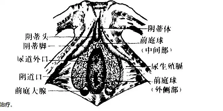 西安德济元中医门诊部中药治疗前庭大腺炎