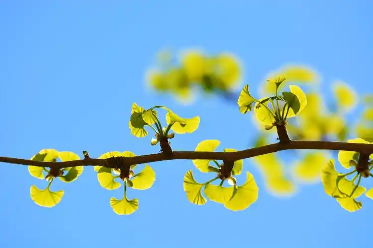 刚出芽的银杏树原创拍摄