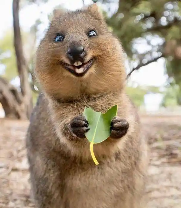 世界上最开心的动物喜欢大笑动物界的萌宠明星都跟它合照