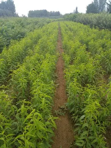 园林工厂网 果树 中油蟠5桃苗山东省泰安市出售客服  果树苗:桃树苗