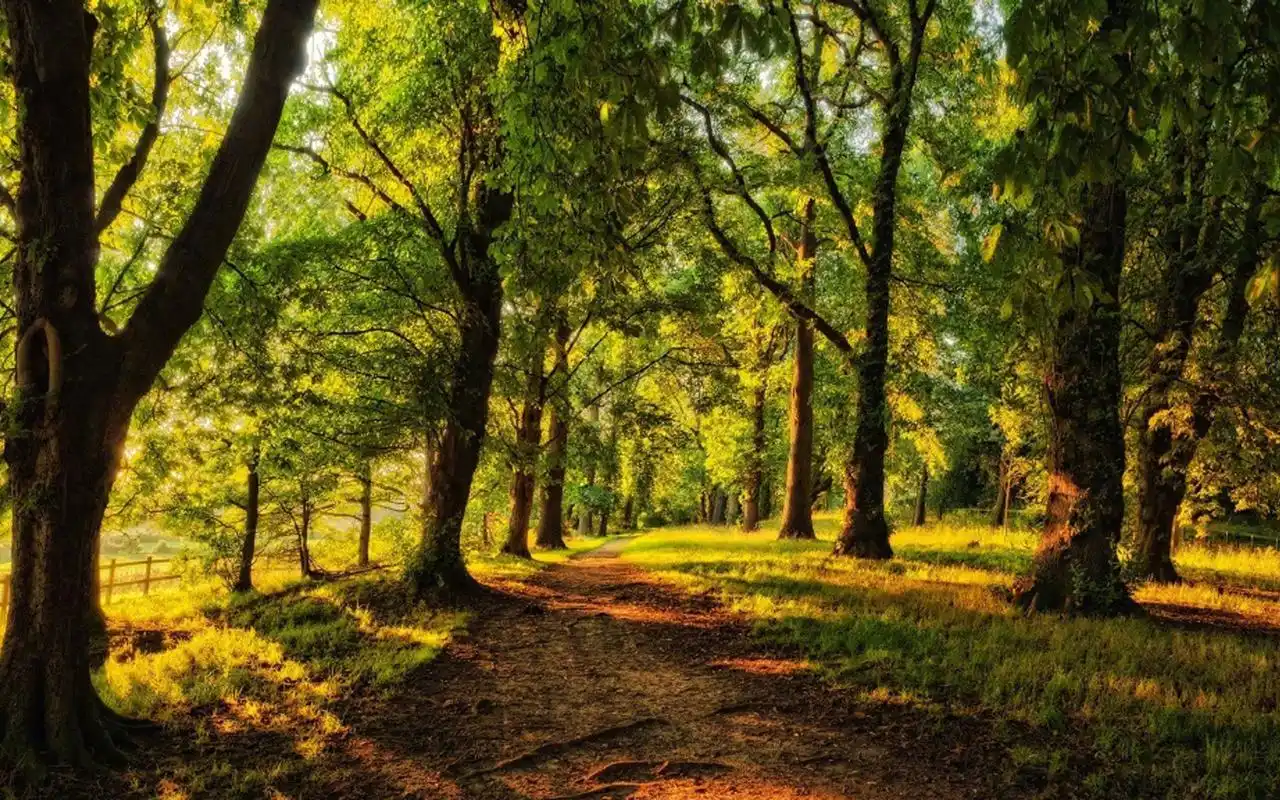 唯美秋季森林风景图片桌面壁纸