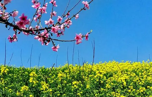 【最美春天】春风十里艳阳天,长安王莽桃花缘