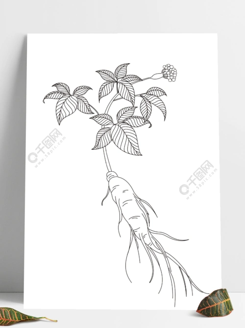 党参中草药草本线条图线稿半年前发布