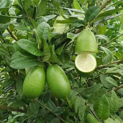 柠檬树苗盆栽地栽四季食用尤力克香水柠檬苗南方北方种植当年结果