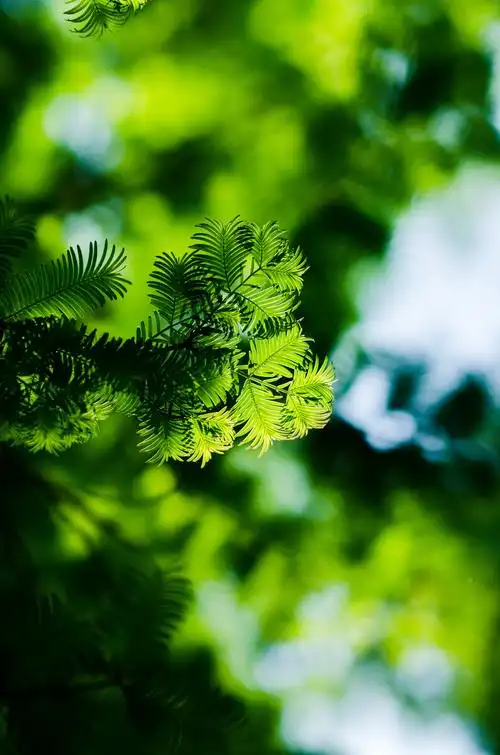 逆光下的水杉叶