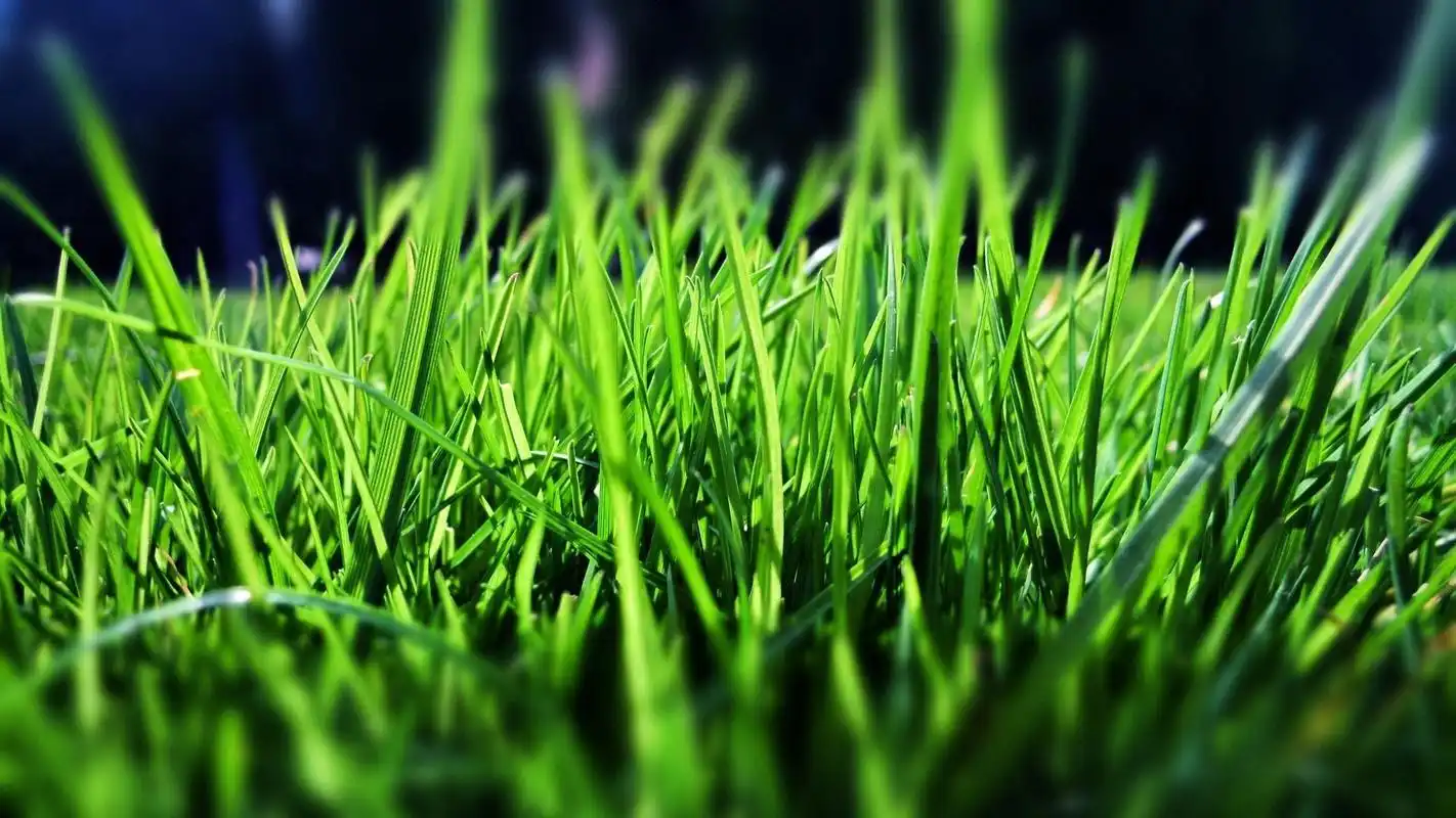 绿色护眼植物高清宽屏桌面壁纸