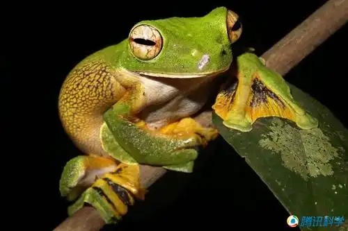 世界上最怪异的15种青蛙 竟有透明的