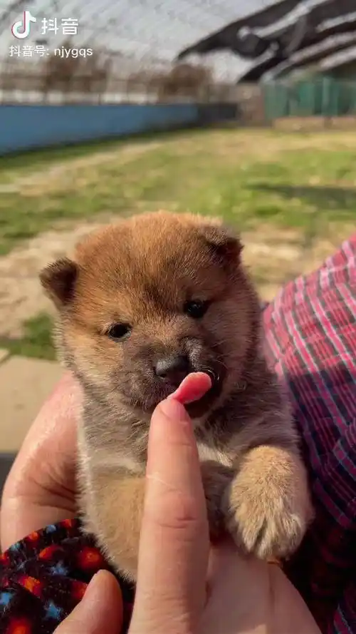 小小柴犬柴犬宝宝柴犬小奶狗家有萌宠