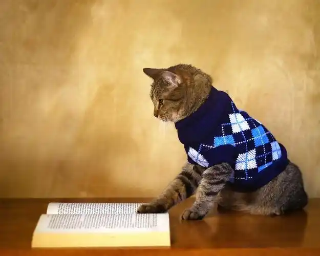 有趣的动物,猫看书,毛衣 iphone 壁纸