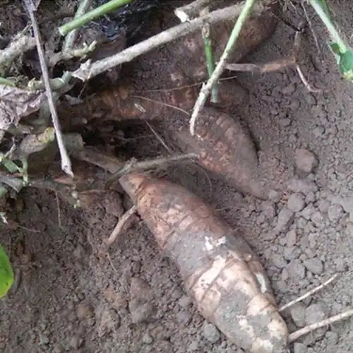 柴葛根的功效与作用陕西秦岭太白山为野柴葛秋冬二季采挖