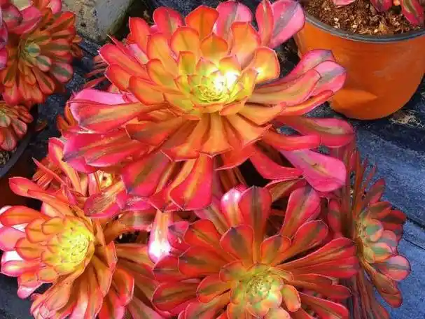 法师锦大盘点!这些多肉植物美得让人惊艳,你收藏了吗?